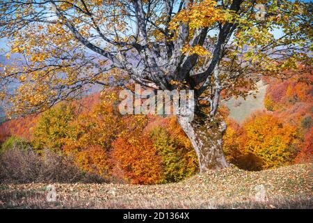 Majestätische alte Buche mit gelber und oranger Foliage im Herbstwald. Malerische Herbstszene in den Karpaten, Ukraine. Landschaftsfotografie Stockfoto