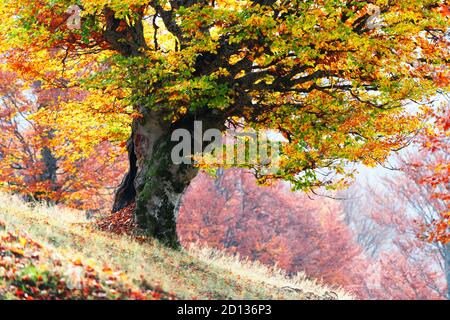 Majestätische alte Buche mit gelber und oranger Foliage im Herbstwald. Malerische Herbstszene in den Karpaten, Ukraine. Landschaftsfotografie Stockfoto