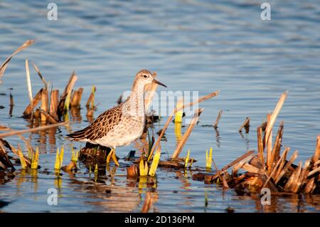 Ruff, Calidris pugnax.Weibchen im Winter Gefieder Nahrungssuche in seichtem Wasser in Feuchtgebieten. Stockfoto