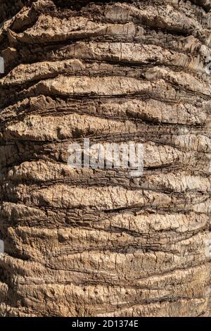 Palm Tree Bark Textur Stockfoto