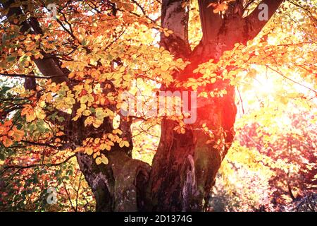 Majestätische alte Buche mit gelber und oranger Foliage im Herbstwald. Malerische Herbstszene in den Karpaten, Ukraine. Landschaftsfotografie Stockfoto