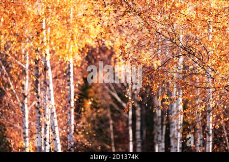 Majestätischer Birkenwald mit gelber und oranger Folliage im Herbst. Malerische Herbstszene in den Karpaten, Ukraine. Landschaftsfotografie Stockfoto