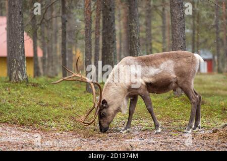 Wilde Rentiere grasen im Kiefernwald in Lappland, Nordfinnland. Stockfoto