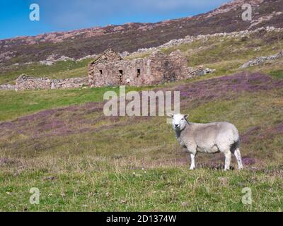 Mit Fokus auf ein Schaf im Vordergrund, ein verlassene, verlassene Bauernhaus und aus Gebäuden in der Nähe von North Ham auf Muckle Roe, Shetland, UK - auf einem su aufgenommen Stockfoto