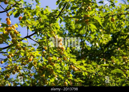 Reife wilde gelbe Pflaume auf einem Baum im Garten. Pflaumenernte Herbst Stockfoto