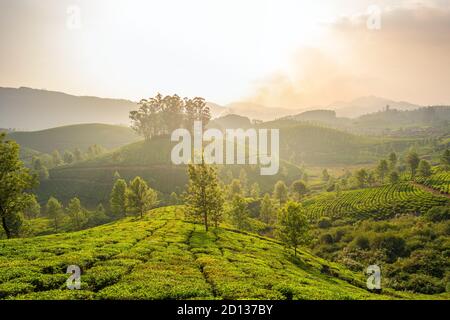 Tee-Plantagen in Munnar, Kerala, Indien Stockfoto