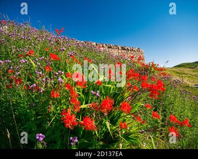 Wächst wild in der Nähe von Hamnavoe in Shetland, Schottland, Großbritannien die roten Blüten von Alstroemeria unter wilden Blumen. Stockfoto