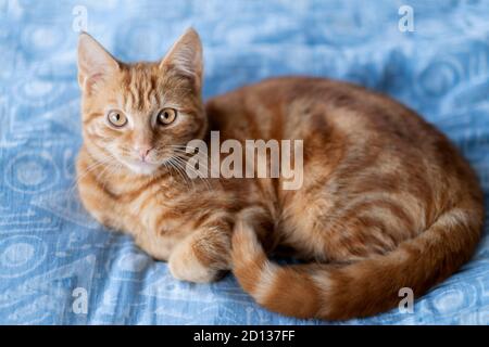 Eine junge weibliche Ingwer tabby Katze mit orangefarbenen Augen Blick auf Kamera, von oben aufgenommen, blaue Bettdecke Stockfoto