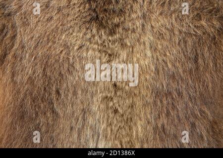 Braunbär Ursus arctos Pelz Textur Stockfoto