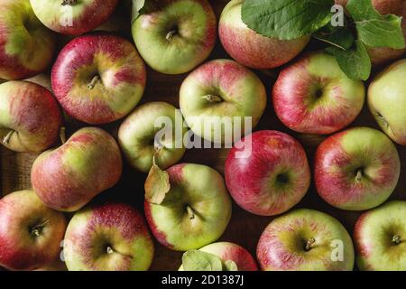 In der Nähe von Reifen Organic Gardening grün rote Äpfel mit Blättern als Hintergrund. Flach. Herbst Ernte. Stockfoto