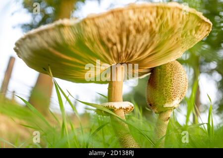 Unter der Kappe eines großen Mushro Stockfoto