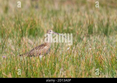 Eurasian Curlew - Numenius arquata, großer Watvogel mit Sonderschein aus euroasiatischen Sümpfen, Wiesen und Marschen, Insel Pag, Kroatien. Stockfoto