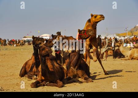 Ein selektives Fokusbild von heimischen Kamelen, die auf dem Boden bei pushkar Fare für den Handel in Pushkar, Rajasthan Indien am 29. Oktober 2017 Stockfoto