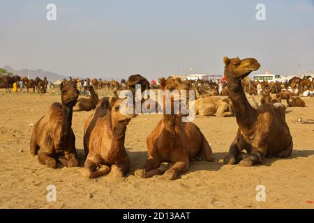 Ein selektives Fokusbild von heimischen Kamelen, die auf dem Boden bei pushkar Fare für den Handel in Pushkar, Rajasthan Indien am 29. Oktober 2017 Stockfoto