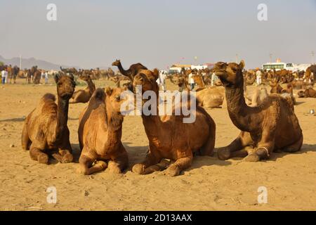 Ein selektives Fokusbild von heimischen Kamelen, die auf dem Boden bei pushkar Fare für den Handel in Pushkar, Rajasthan Indien am 29. Oktober 2017 Stockfoto