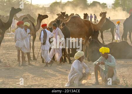 Kamelhändler verhandeln Handel mit ihren Tieren Kamele auf Pushkar Kamel Messe in Rajasthan, Indien am 29 Oktober 2017 Stockfoto