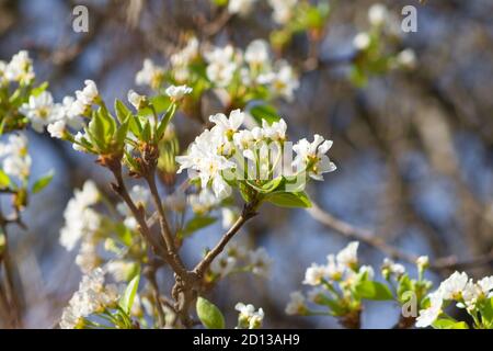 Detail der weißen Pflaumenblüten im Frühling Stockfoto