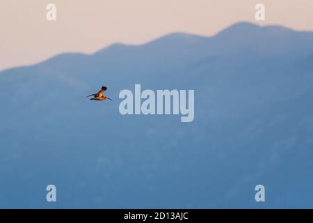 Eurasian Curlew - Numenius arquata, großer Watvogel mit Sonderschein aus euroasiatischen Sümpfen, Wiesen und Marschen, Insel Pag, Kroatien. Stockfoto