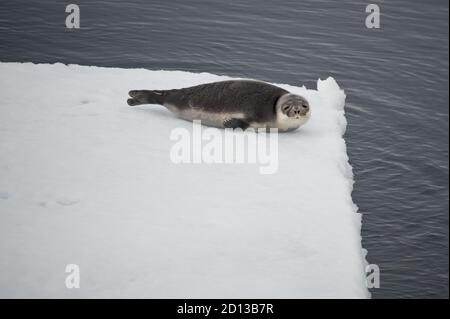 Ein Harfenrobbe (Pagophilus groenlandicus) liegt am Rande eines isolierten Eisschildes im Arktischen Ozean.Blick in die Kamera. Stockfoto