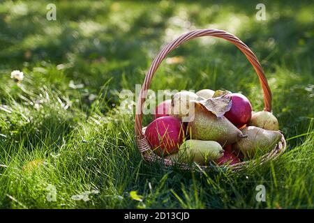 Frische Bio-Äpfel und Birnen in schönen Weidenkorb in Hohes Gras mit Klee Stockfoto