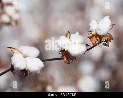 Zweig der Baumwolle auf einem unscharfen Hintergrund. Baumwolle Nahaufnahme in blassen Farben. Stockfoto