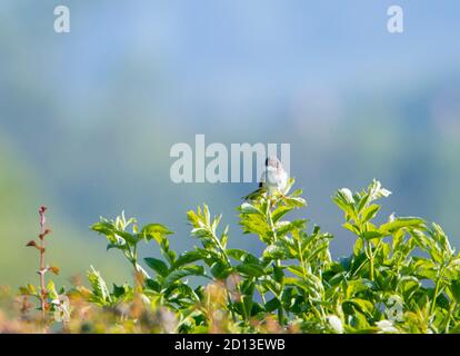 Whitethroat, Sylivia communis, wilder Vogel, der in den Heckenwuchses thront, Bedfordshire Countryside, Sommer 2020, Großbritannien Stockfoto