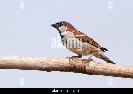 House Sparrow, thront über einem britischen Garten, Bedfordshire, Großbritannien, September 2020 Stockfoto