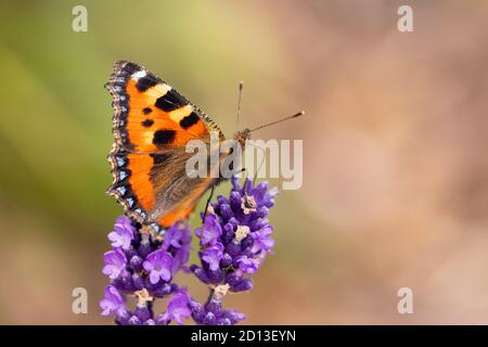 Painted Lady Butterfly, Vanessa Cardui, thront auf Lavendel, UK Countryside, Sommer 2020 Stockfoto