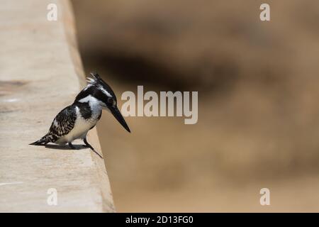 Pied Eisvogel (Ceryle rudis) Weibchen thront auf einer Brücke mit Blick auf den Krüger National Park, Südafrika mit Bokeh Hintergrund Stockfoto