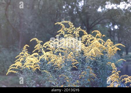 Die wilden Blüten von Solidago canadensis oder später Goldrute. Selektiver Fokus. State Blume der US-Bundesstaaten Kentucky und Nebraska Stockfoto