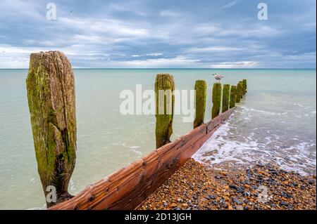 Junge Möwe auf einer alten Groyne am Worthing Beach, West Sussex, Großbritannien. Stockfoto