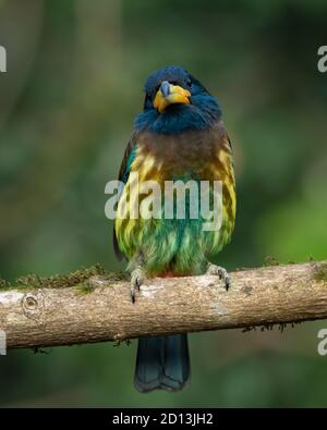 Porträt eines großen Barbets (Megalaima virens), auf einem Baumstamm, in den Wäldern von Sattal in Uttarakhand, Indien Stockfoto