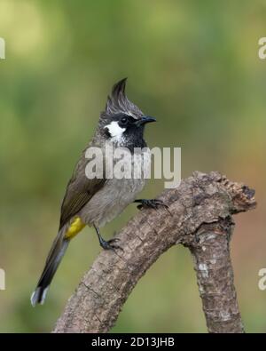 Ein Himalaya-Bulbul (Pycnonotus leucogenys), auch als White-Cheeked Bulbul, thront auf einem Zweig in den Wäldern von Sattal in Uttarakhand, Indien. Stockfoto