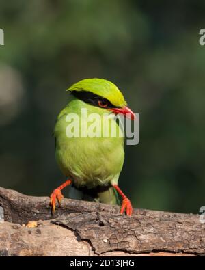 Porträt einer Grünen Elster (Cissa chinensis), auf einem Baumstamm in den Wäldern von Sattal in Uttarakhand, Indien. Stockfoto