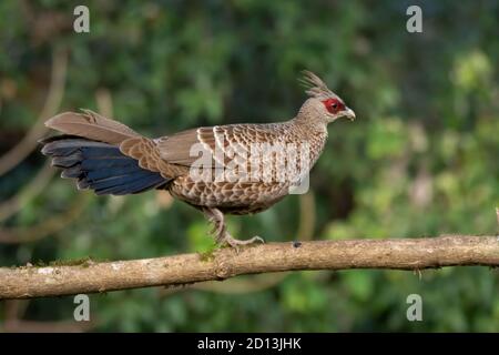 Eine wunderschöne weibliche Kalij Pheasant (Lophura leucomelanos), die auf einem Baumzweig in den wilden Wäldern von Sattal in Uttarakhand, Indien, hinüber geht. Stockfoto