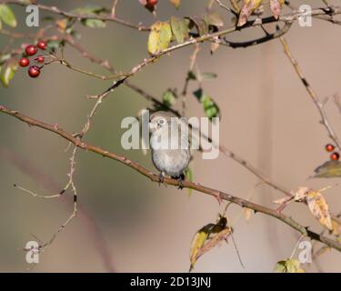 Ein süßes kleines Weibchen Blaubedeckter Rotstart (Phoenicurus caeruleocephala), das auf einem Beerenbaum in den Wäldern von Pangot in Uttarakhand, Indien, thront. Stockfoto