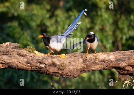 Ein Paar attraktiver Rotschnabel-Blauelster (Urocissa erythroryncha), auf einem Baumstamm in den Wäldern von Sattal in Uttarakhand, Indien thront. Stockfoto