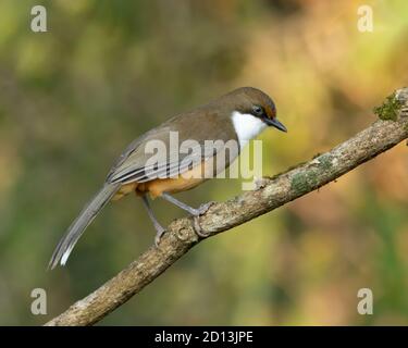 Eine weißkehlige Lauschdrossel (Pterorhinus albogularis), die auf einem Baumzweig in den Wäldern von Sattal in Uttarakhand in Indien thront. Stockfoto