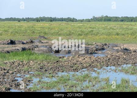 Wasserbüffel liegen im Schlamm im Hortobagy Nationalpark, Ungarn Stockfoto