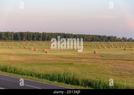 Heuballen zur goldenen Stunde im Hortobagyi Nationalpark, Ungarn Stockfoto