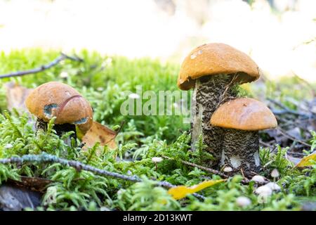 Pilz ein Orangen-Kappen-Steinpilz wuchs im Sommer im Wald. Stockfoto