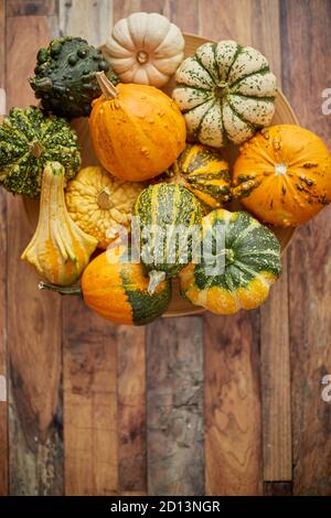 Dekoration aus kleinen Kürbissen. Farbige Kürbisse in verschiedenen Sorten. Stockfoto