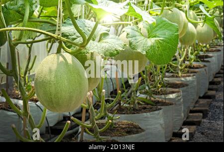 Junge Melonen Pflanzen Cantaloupe wächst im Gewächshaus Stockfoto