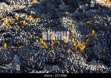 Muscheln an Felsen an einem Cornish Strand, Großbritannien Stockfoto