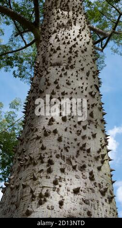 Seidenfloss-Baum (ceiba speciosa) Im Jardines del Real Park von Valencia Stockfoto