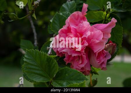 Schöne rosa Hibiskusblüten im Garten von Valencia Stockfoto