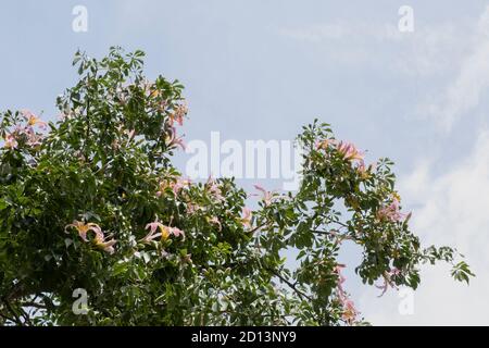 Seidenfloss Baum (ceiba speciosa) im Park von Valencia Stockfoto