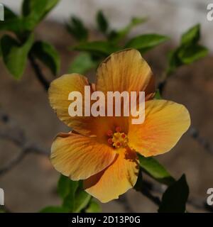 Chinesische Rose - chinesischer Hibiskus, gelbe Blüten. Straße in Valencia, Spanien Stockfoto