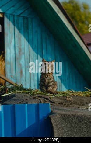 Blauäugige Kätzchen sitzen auf einer blauen Scheune Stockfoto