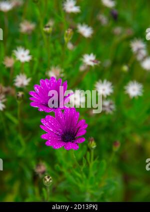 Dimorphotheca ecklonis Frühling blühte rosa Blüten Stockfoto